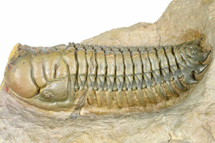 Crotalocephalina Trilobite - Giant For Species #363230
